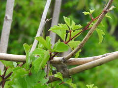 Cissus trifoliata
