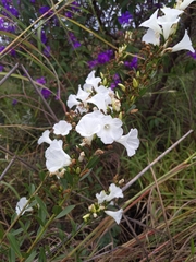 Ipomoea squamisepala