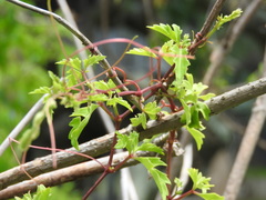 Cissus trifoliata