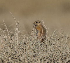 Nelson's Antelope Squirrel photo 4