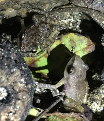 Eleutherodactylus pallidus