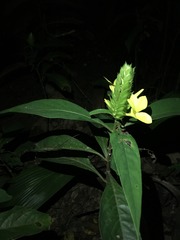 Barleria oenotheroides