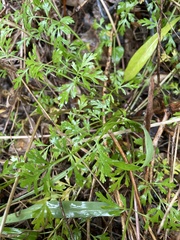 Tauschia texana