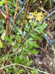 Tauschia texana