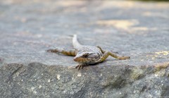 Pseudocordylus microlepidotus