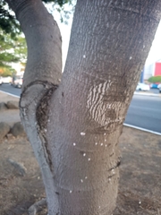 Enterolobium cyclocarpum