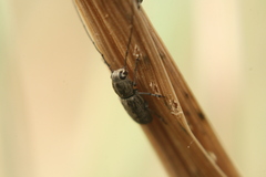 Euciodes suturalis