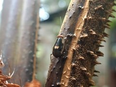 Pseudophyllodromia laticeps