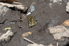 Symbrenthia niphanda