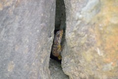 Pseudocordylus microlepidotus
