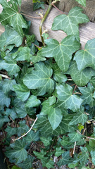 Hedera