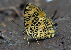 Symbrenthia niphanda