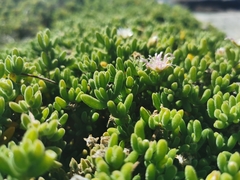 Disphyma crassifolium