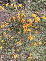 Cytisus scoparius andreanus