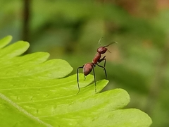Colobopsis saundersi