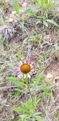 Echinacea angustifolia