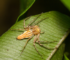 Oxyopes incertus