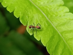 Colobopsis saundersi