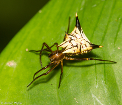 Micrathena acuta