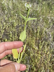 Stachys rigida quercetorum
