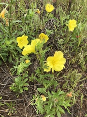 Oenothera grandis