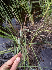 Carex verrucosa image