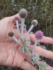 Mimosa lanuginosa