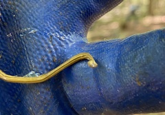 Diversibipalium multilineatum