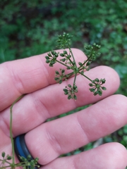 Thaspium trifoliatum