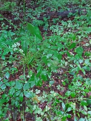 Thaspium trifoliatum