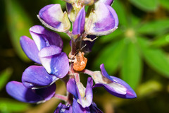 Lupinus pubescens