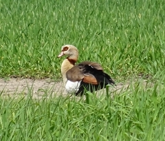 Alopochen aegyptiaca