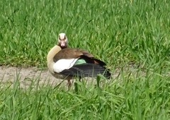 Alopochen aegyptiaca