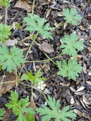 Geranium carolinianum sphaerospermum