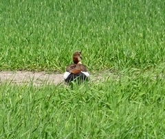 Alopochen aegyptiaca