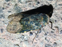Poiocerinae