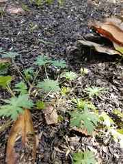 Geranium carolinianum sphaerospermum