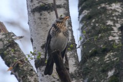 Turdus pilaris