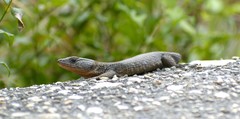 Ninurta coeruleopunctatus