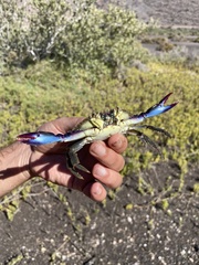 Callinectes bellicosus