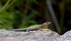 Ninurta coeruleopunctatus