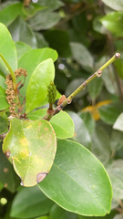 Magnolia figo