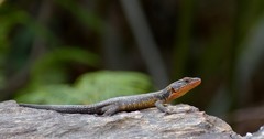 Ninurta coeruleopunctatus