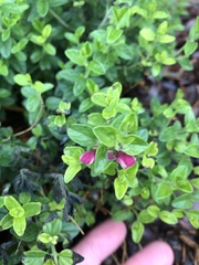 Scutellaria suffrutescens
