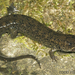 Salamandra de Vientre Negro Enana - Photo (c) Todd Pierson, algunos derechos reservados (CC BY-NC-SA)