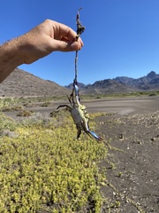 Callinectes bellicosus