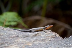 Ninurta coeruleopunctatus