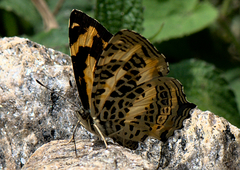 Symbrenthia niphanda