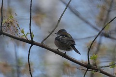 Fringilla coelebs