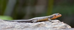Ninurta coeruleopunctatus